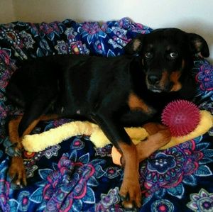 Meet your Posher, Dina